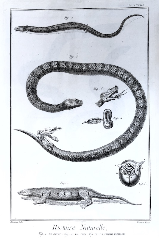 Reptiles - Histoire Naturelle, Fig. 1. Le Scinc, Fig. 2. Le Seps, Fig. 3. La Vipere Femelle- Pl. XXVIII